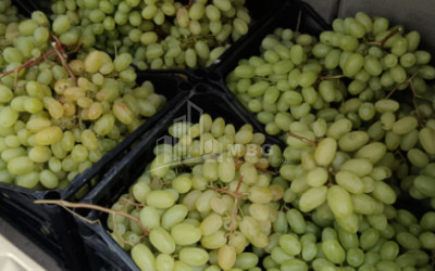 For Sale Land, Nosiri, Senaki, Samegrelo