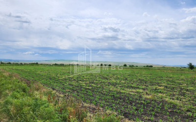 For Sale Land Badiauri Sagarejo Kakheti