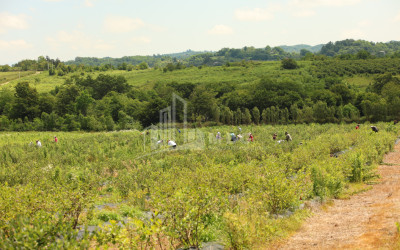 For Sale Orchards Land In Senaki