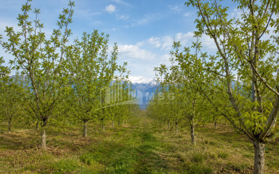 For Sale Orchards Land In Tsinandali, Telavi