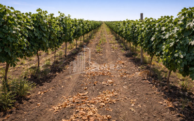 For Sale Vineyard - Chateau Land In Melani, Gurjaani