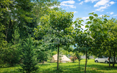 Business for sale Commercial Telavi Kakheti