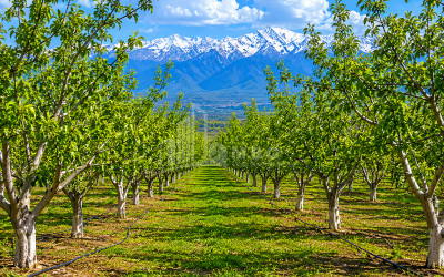 For Sale Orchards Land In Tsinandali, Telavi