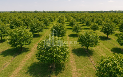 For Sale Land Does Kaspi Shida Kartli