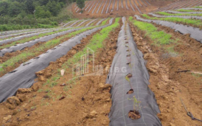 For Sale Blueberry orchard Land In Baileti, Ozurgeti