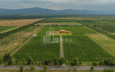 For Sale Land Napareuli Telavi Kakheti