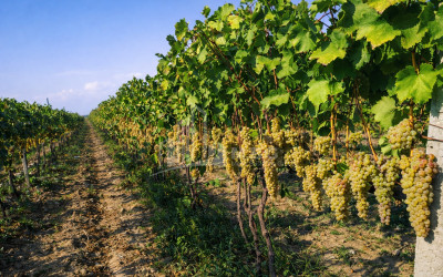 For Sale Vineyard - Chateau Land In Melani, Gurjaani