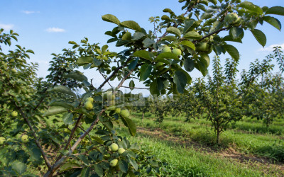 For Sale Walnut orchard Land In Anaga, Signagi