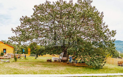 For Sale Construction - Investment Land, in Tetritskaro