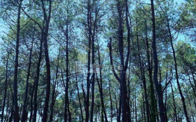 For Sale House - Villa, in Daba Shekvetili