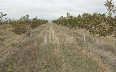 იყიდება მიწის ნაკვეთი ხაშური შიდა ქართლი