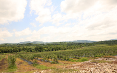 For Sale Orchards Land In Senaki