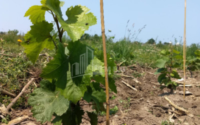 For Sale Land Gori Shida Kartli