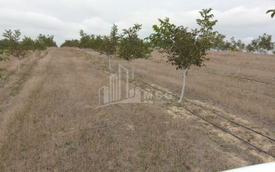 იყიდება მიწის ნაკვეთი ხაშური შიდა ქართლი