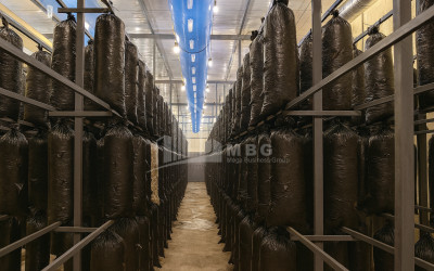 For Sale Commercial Okami Kaspi Shida Kartli