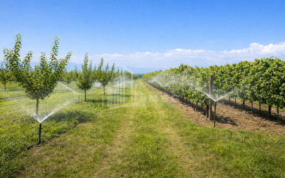 იყიდება ხეხილის ბაღი მიწის ნაკვეთი, ბაკურციხე