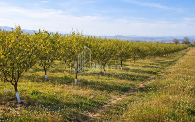 For Sale Land Village Shaumiani Marneuli Kvemo Kartli