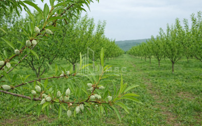 For Sale Land Bolnisi Kvemo Kartli