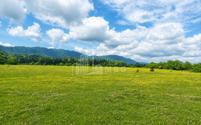 For Sale Orchards Land In Abasha