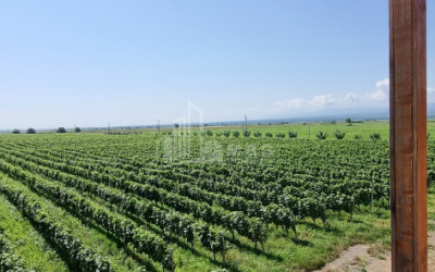 For Sale Commercial Kvareli City Kvareli Kakheti