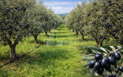 იყიდება სახლი აგარაკი ნატახტარი მცხეთა მცხეთა   მთიანეთი