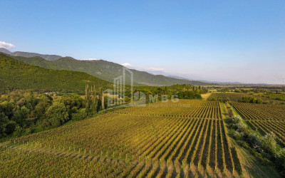 იყიდება მიწის ნაკვეთი ყვარელი კახეთი