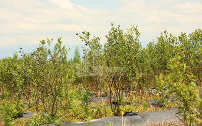 For Sale Orchards Land In Senaki