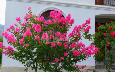 For Sale House - Villa, in Bulachauri