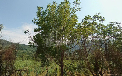 For Sale Land Kvatskhuti Ambrolauri Racha   Lechxumi Kvemo Svaneti