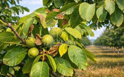 Продается Ореховый сад Земля В Мелани, Гурджаани