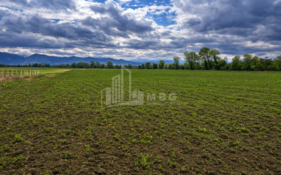 იყიდება სავენახე - საშატოე მიწის ნაკვეთი თელავში