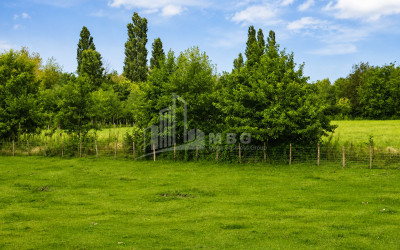 For Sale Orchards Land In Abasha