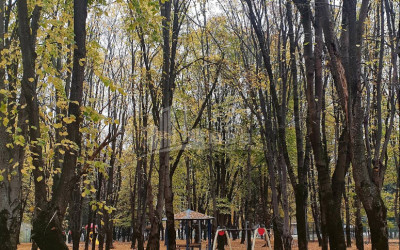 Продается Земля Кварели Кахети