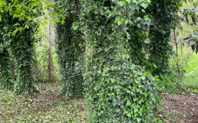 იყიდება ბიზნესი კომერციული ფართი თელავი კახეთი