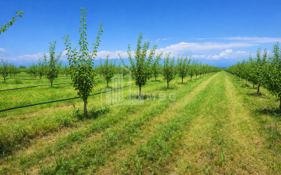 იყიდება ხეხილის ბაღი მიწის ნაკვეთი, ბაკურციხე